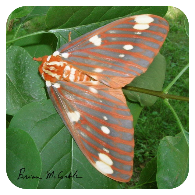 (image for) CitheroniaRegalis Adult